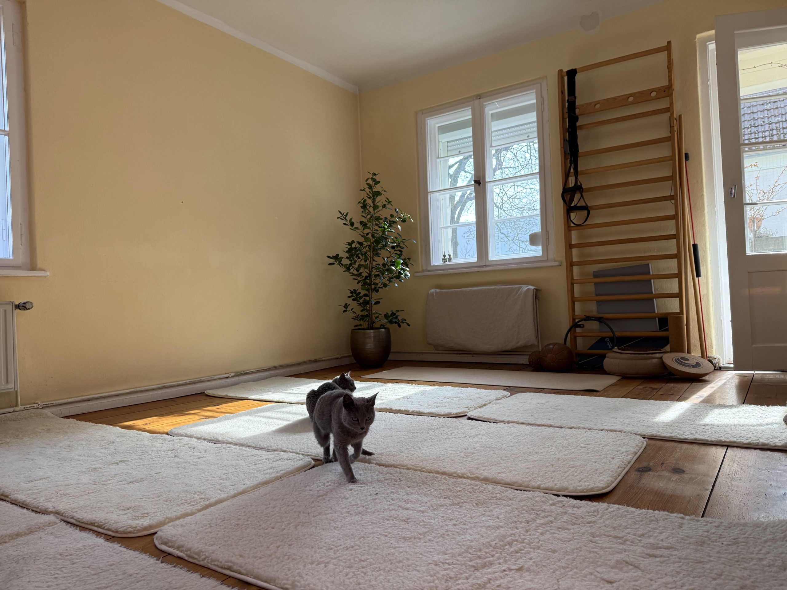 Qigongraum 2 Katzen